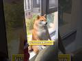 「おすわり」が人間すぎる柴犬さんwww #犬 #柴犬 #動物 #2ch動物スレ #2ch #可愛い #癒やし