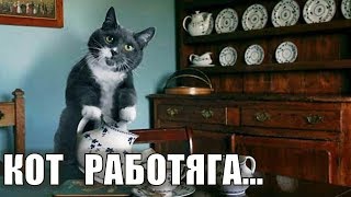 Кот работает - Кот работяга | Как заставить кота работать? Кот работает - Кот работяга | Как заставить кота работать?