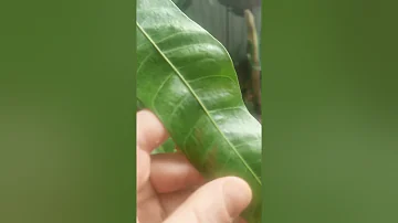 Манго уход в домашних условиях