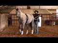 Long-Reining with Double Dan Horsemanship. Lateral Exercises Leg Yield to Rail