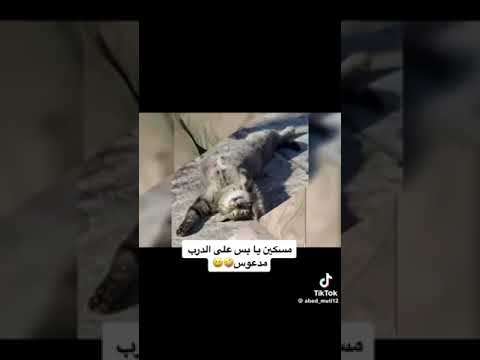 قصيده مسكين يابس على الدرب مدعوس الشاعر احمدالشيخ التعمري ابوكاسرالتعمري501