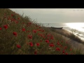 Relaxing Sounds at Seashore with Calm Waves and Light Wind Blowing Through the Red Poppies - 4K