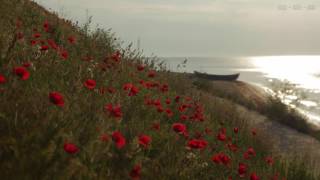 Relaxing Sounds at Seashore with Calm Waves and Light Wind Blowing Through the Red Poppies - 4K