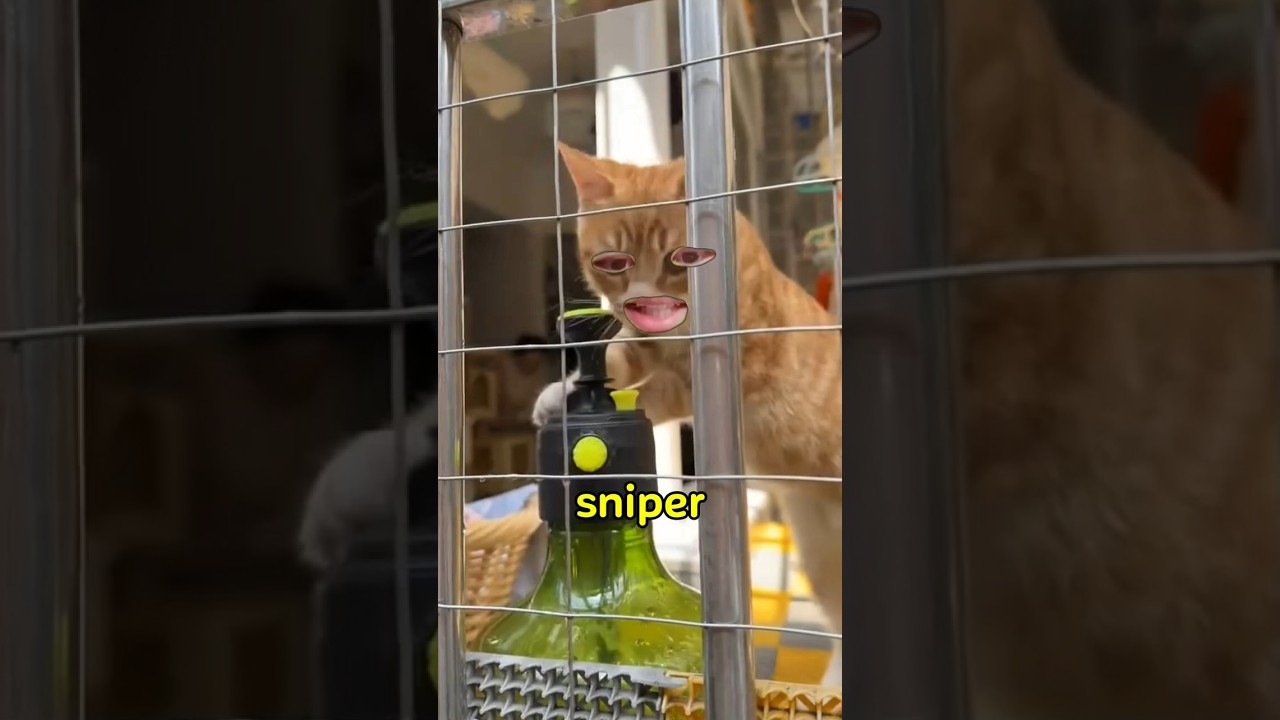 biu~biu~ #catcore #cat #funny #shorts
