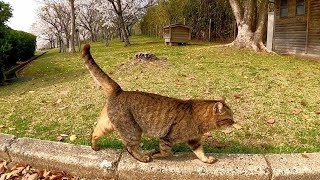 野良猫と一緒に公園を散歩する