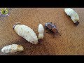 How To Find And Catching Coconut Tree Worm - Cycling Of Coconut Tree Worm