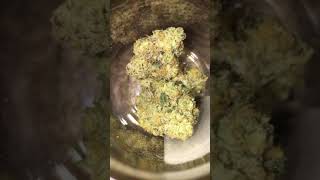 “Do-si-dos” Strain - Grown By GROW SCIENCES from The Nirvana Center Dispensary in Phoenix Arizona!!!