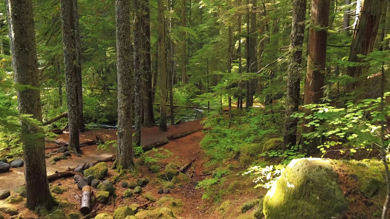 Green forest YouTube