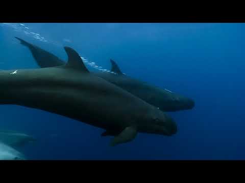 Fake killer whales vs dolphins