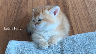 힐링ㅣ하루 20시간 잠자는 아기고양이 영상모음ㅣsleeping kittenㅣheeling by 라라의 하루 Lala's Haru 3,139 views 4 months ago 13 minutes, 21 seconds