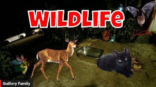 Live Wildlife And Feral Cat Cam Tuesday! 😻🐦🦊