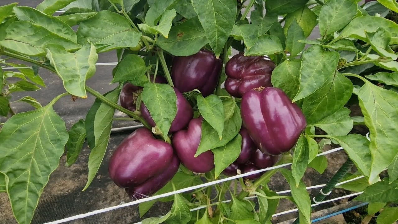 Přehlídka odrůd - papriky MoravoSeed Lednice 2023 #capsicum #pepper