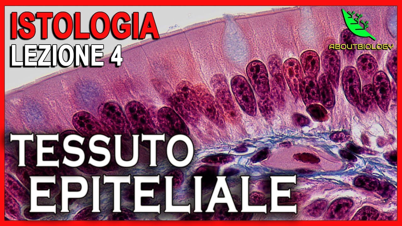 IL TESSUTO EPITELIALE (EPITELI DI RIVESTIMENTO) -Istolo… — Transcript