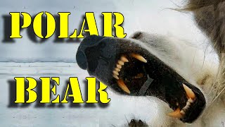 Polar Bear - Arctic's Apex Predator by ABC of the animal Kingdom 283 views 1 year ago 7 minutes, 37 seconds