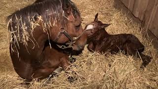 Taylor's Wildcat by Tale of the Cat Introduced to Foal! Then say hello to our Vekoma Filly Video #6