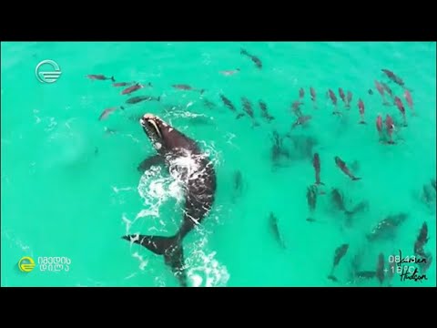 ავსტრალიელი დოკუმენტალისტიკის გადაღებული იშვიათი მოვლენები