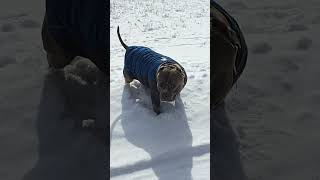 Kermit Goes 4X4 - Out Seeing His Friends