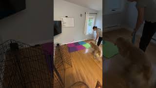 Build a Dog Training Room: Part 1! 🐶