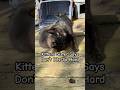 Kittens Sister Says Don T Bite So Hard Kittens Kittenlove Catlovers Cutekitty Kittens Sister Says Don T Bite So Hard Kittens Kittenlove Catlovers Cutekitty