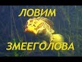 Змееголов базы Дельта. Балхаш. Часть 3. SNAKEHEAD