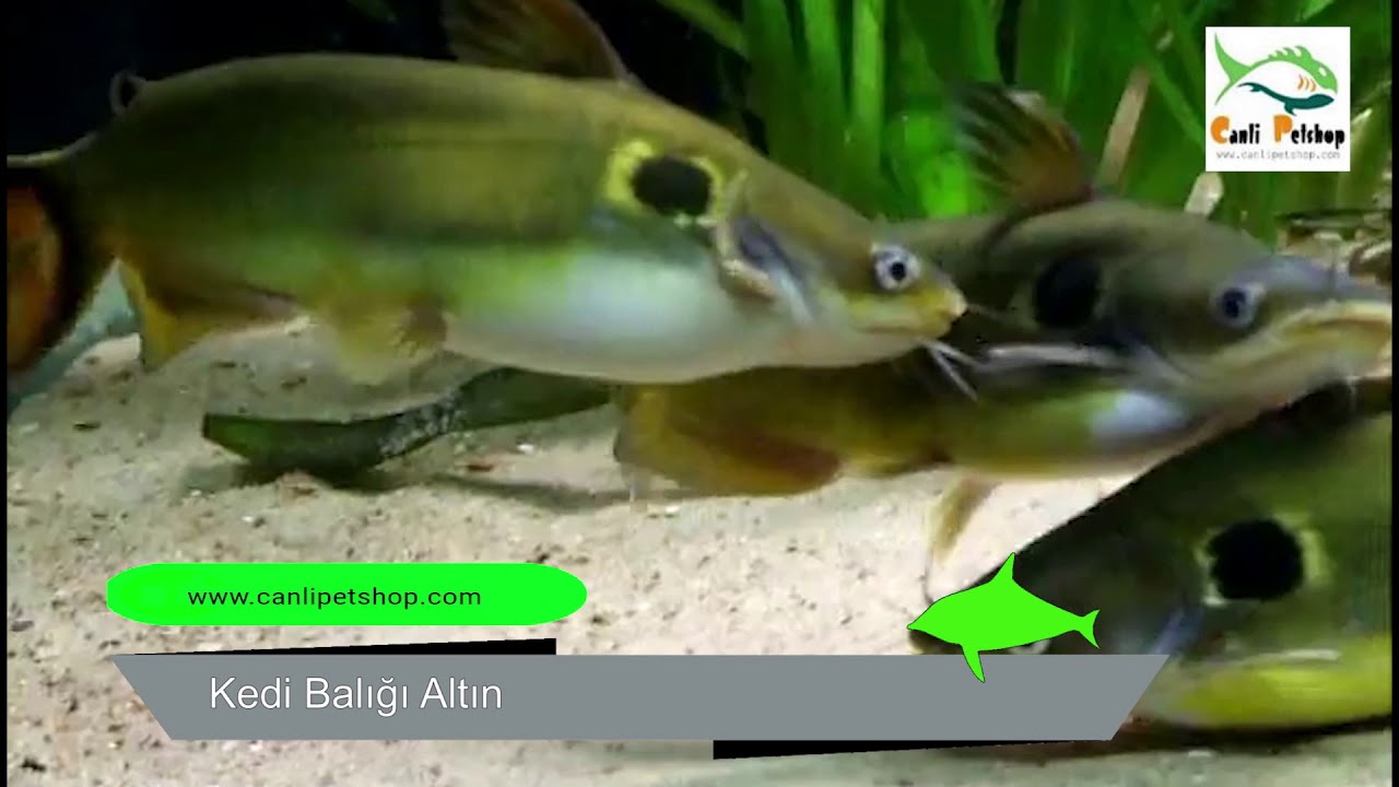 Kedi Balığı Altın Part 2 YouTube