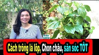 Cách trồng lá lốpTỐT, caćh có giống, săn sóc, chọn đất potting mix