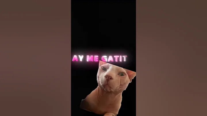 Video 11725491: funny sphynx cat, amazing cat