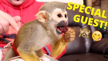 Squirrel Monkey Babysitting & Snack Time With The MonkeyBoo Crew!