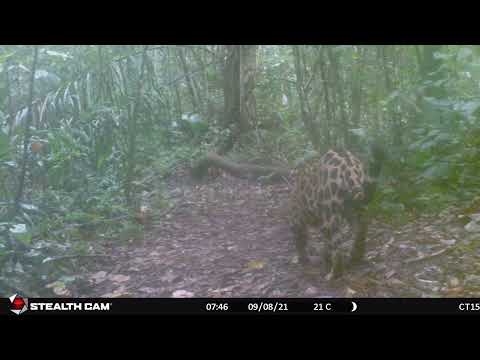 #CameraTrap: Jaguar spotted in FBC's reserve