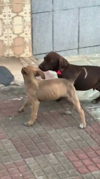 Guria faz sobrancelha de henna em cachorro mas nem tudo sai como planejado.  Veja! - Pretinho Básico