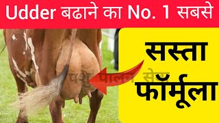 How to increase udder size, milk in Cow/Buffalo || गाय भैंस के Udder दूध बढाने का सबसे सस्ता उपाय