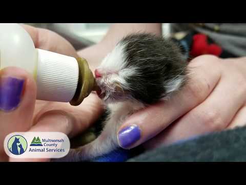 Save Kittens at Multnomah County Animal Services