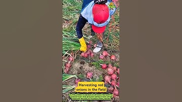 Harvesting red onions in the field