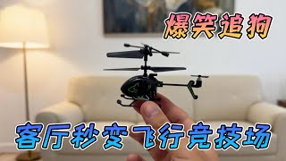 客廳秒變飛行特技場!遙控小飛機解鎖追狗神技,讓寵物開啟瘋狂賽跑模式!