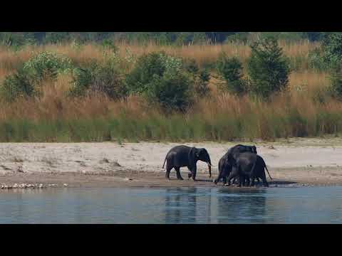 Elephants with baby