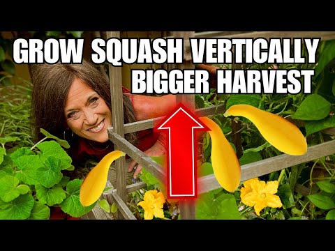 Double Your Squash Harvest with This Simple Trick!