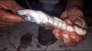 Sea Snakes How to catch sea snakes and how to cook them