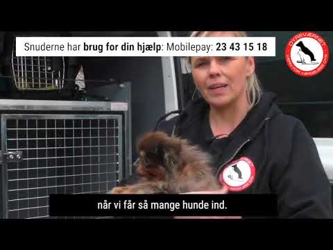 Video: Sådan Puppy Bevis dit hjem