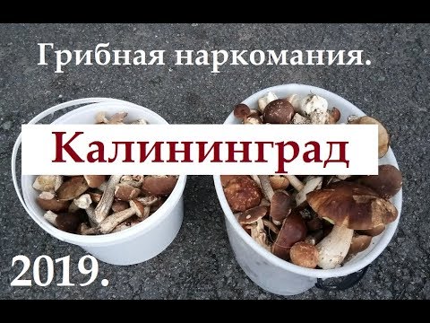 Нереальный поиск грибов в Калининграде .Корневский лес.