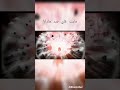 مايت غاي ضد مادارا مايت غاي ضد مادارا