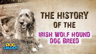 The History of the Irish Wolfhound Dog Breed