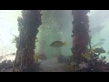 view Underwater Fish of Panama digital asset number 1