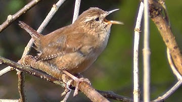 Wren Birds Singing with Amazing Slowed Down Audio - Bird Song