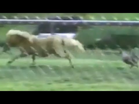 Chicken chasing a horse