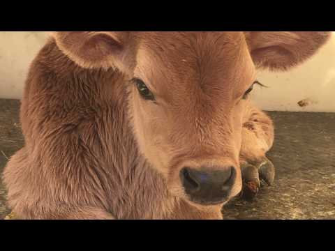 How to Graft an Orphan Calf to a Cow