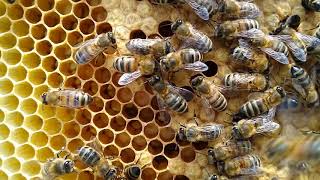 Volop broed in de bijenkast