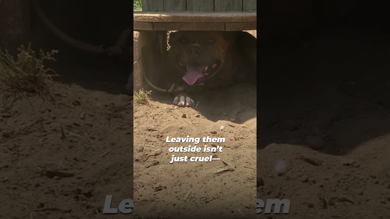 ⚠️ This is a vital warning to anyone who has a dog ⚠️