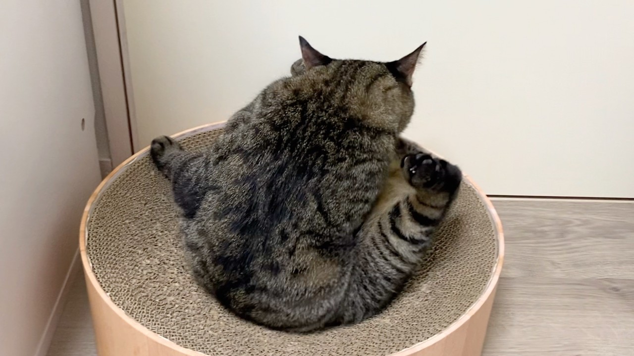 A ferocious cat is secretly licking crotch - YouTube
