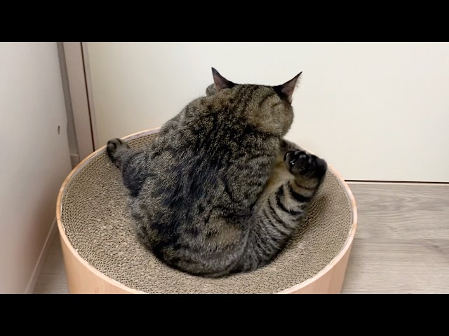 A ferocious cat is secretly licking crotch - YouTube