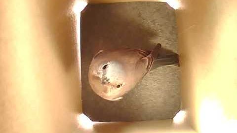 female bluebird inspecting the birdhouse